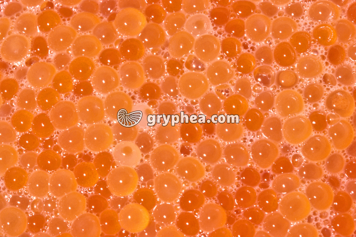 Truite - Mélange ovules-spermatozoïdes - gryphea.com